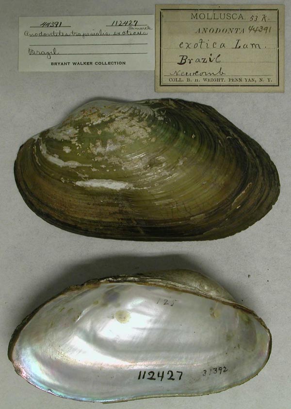specimen