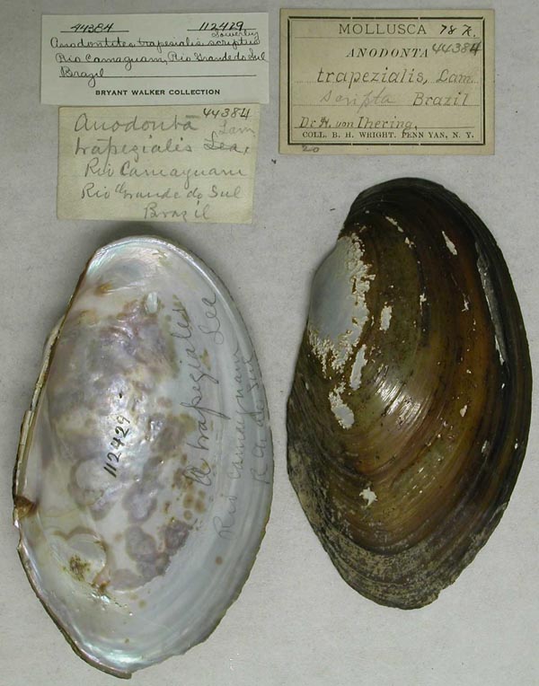 specimen