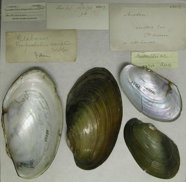 specimen