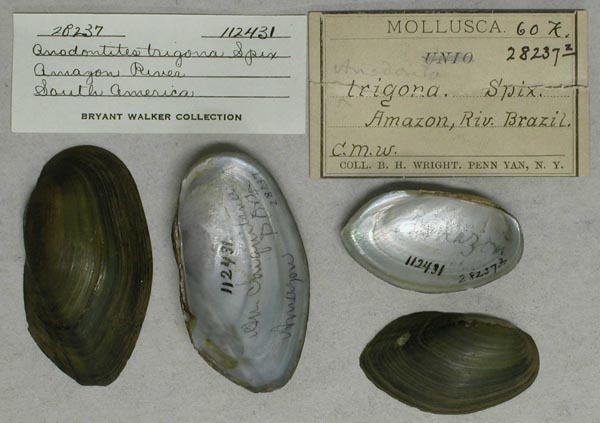specimen