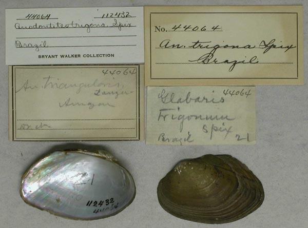 specimen