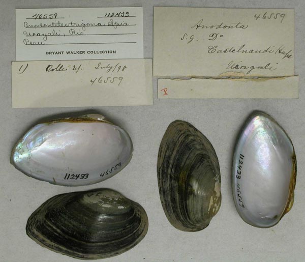 specimen