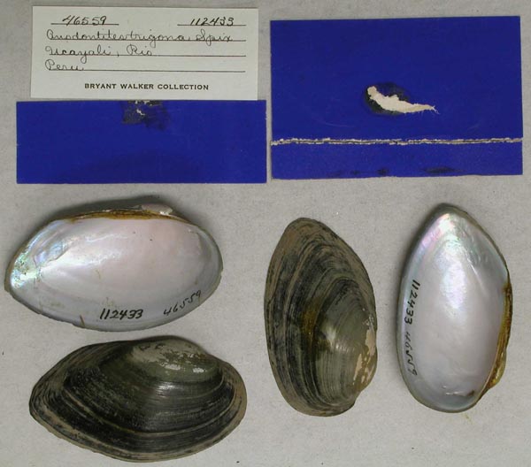 specimen