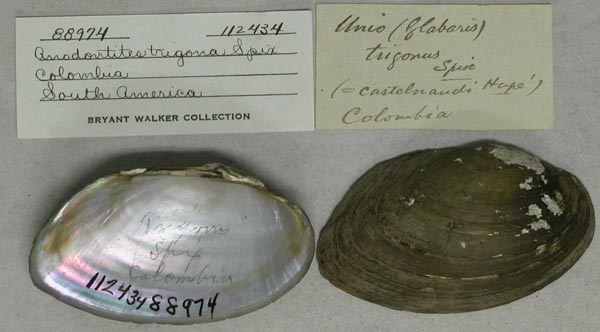 specimen