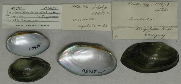 specimen