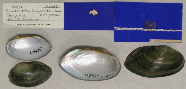 specimen