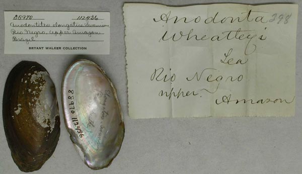 specimen