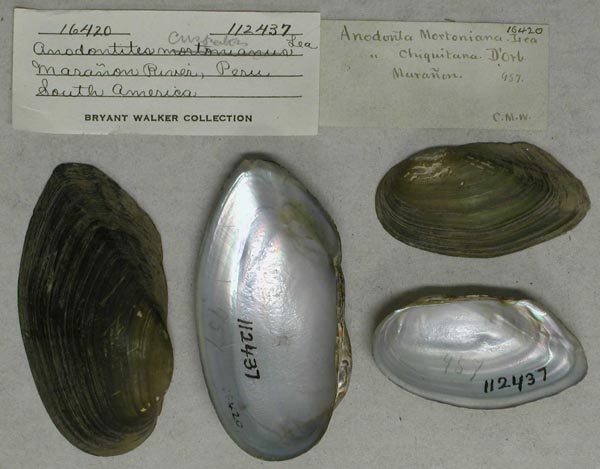 specimen