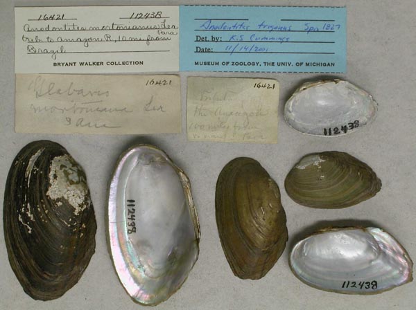 specimen