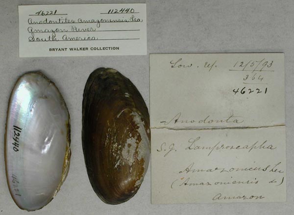 specimen