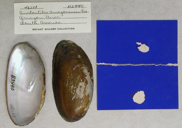 specimen