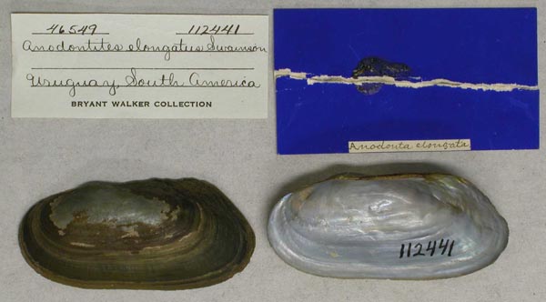 specimen