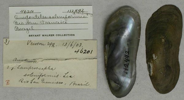 specimen