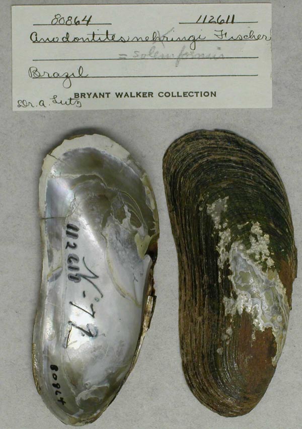 specimen