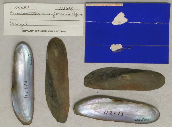 specimen