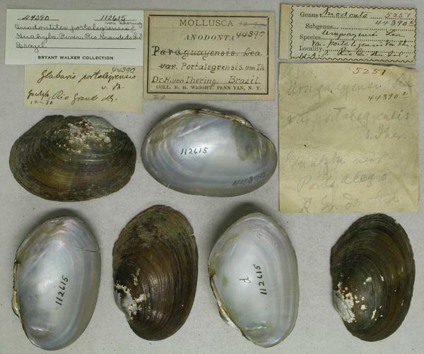 specimen