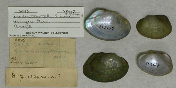 specimen