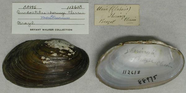 specimen