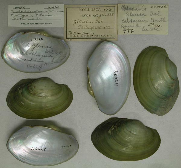 specimen