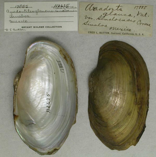 specimen