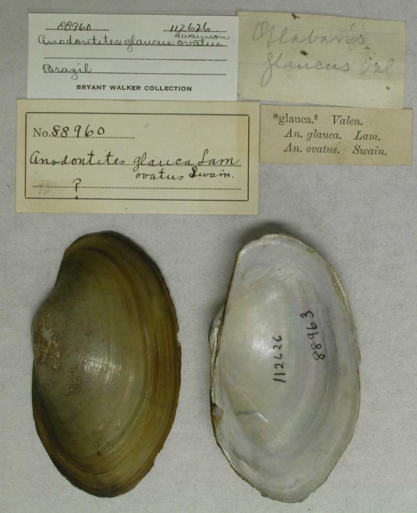 specimen