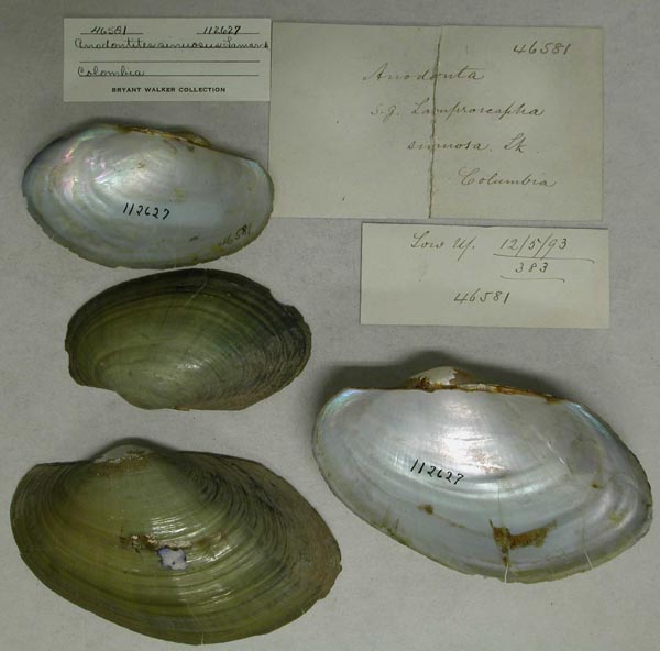 specimen