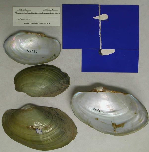 specimen