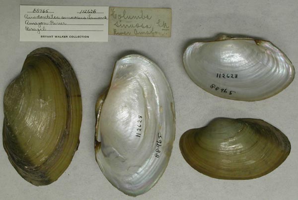 specimen