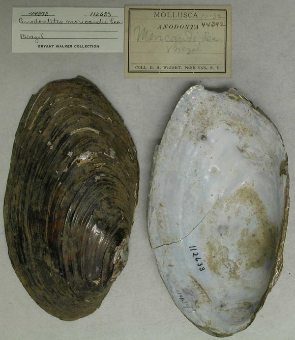 specimen