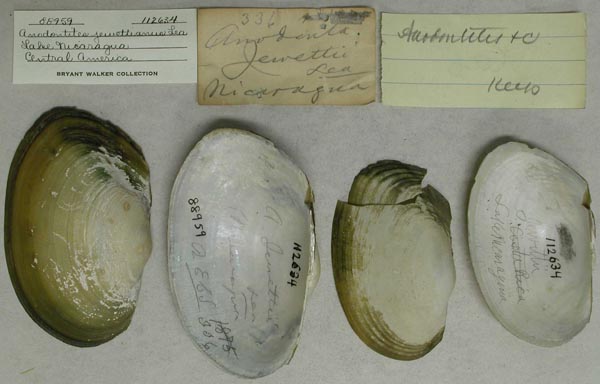specimen