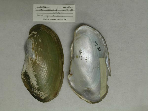 specimen