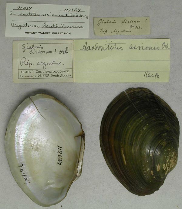 specimen