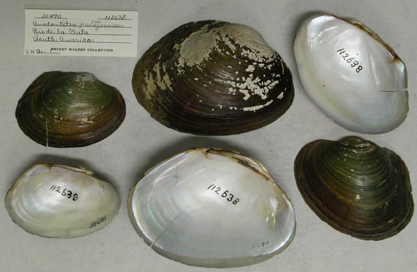 specimen