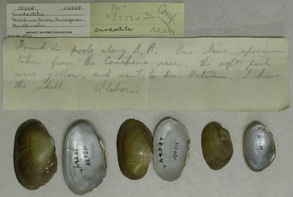 specimen