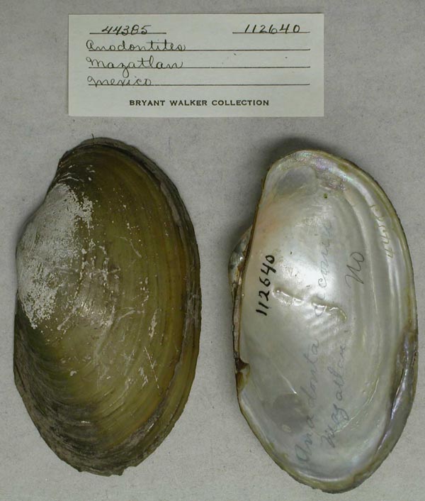 specimen