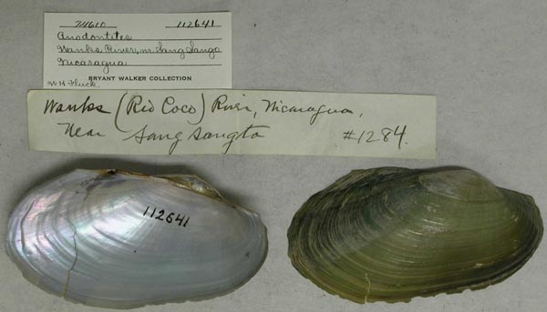 specimen