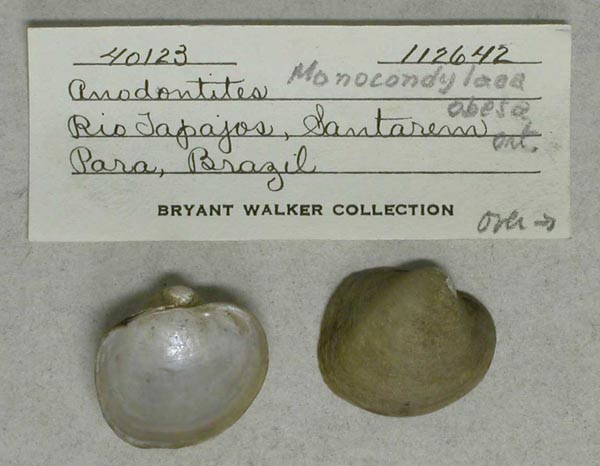 specimen
