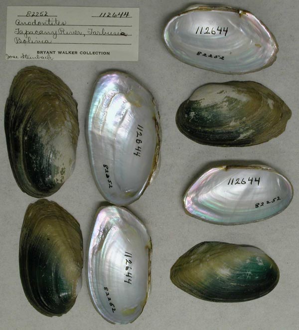specimen