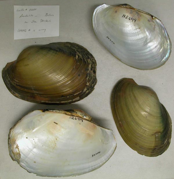 specimen