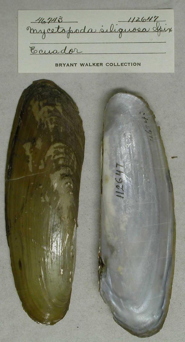 specimen