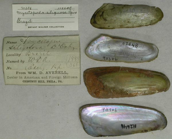 specimen
