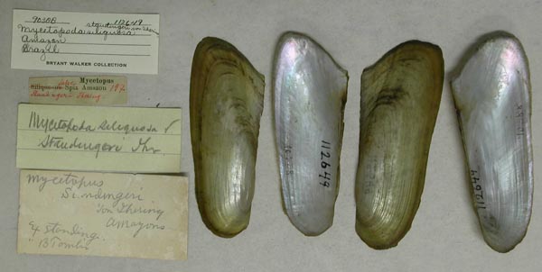 specimen