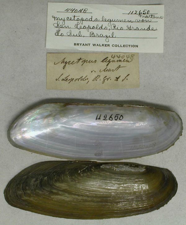 specimen