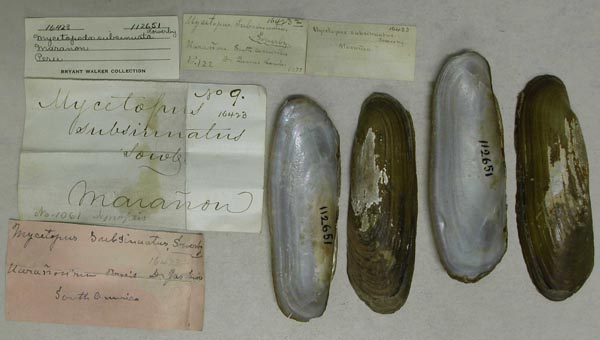 specimen