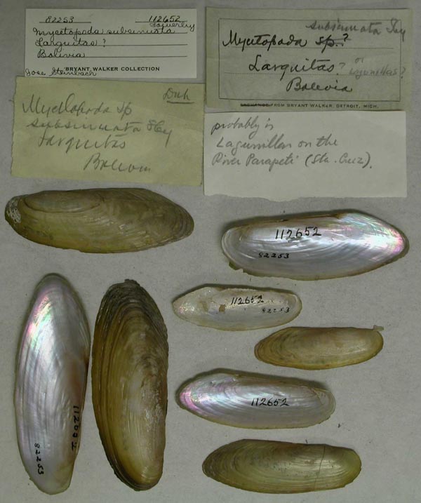 specimen