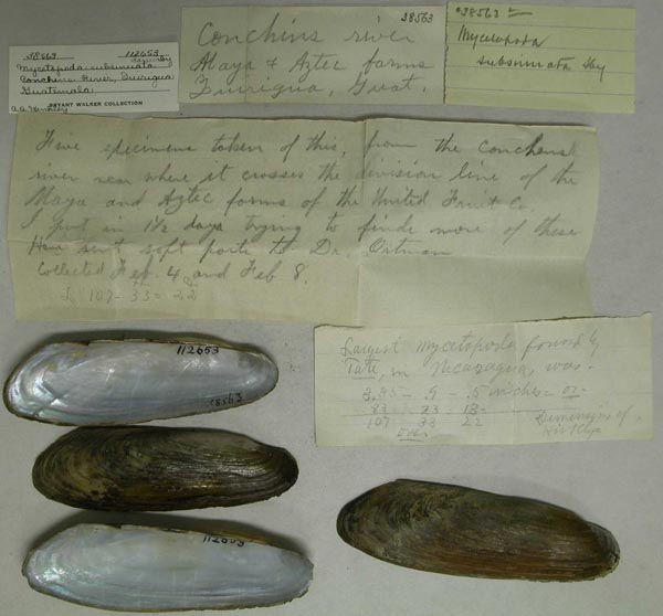 specimen