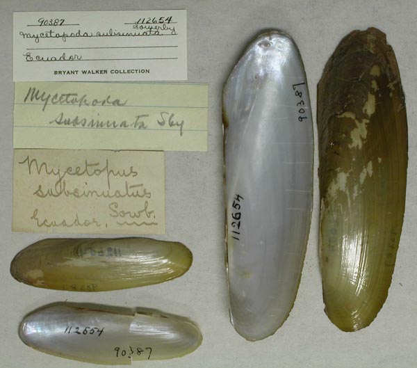 specimen