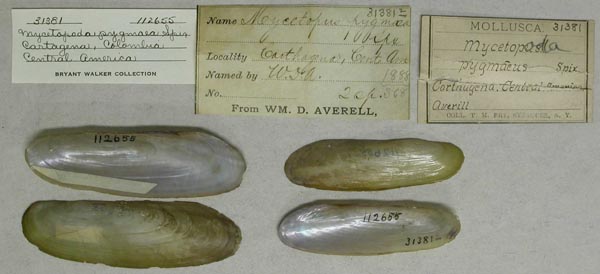 specimen