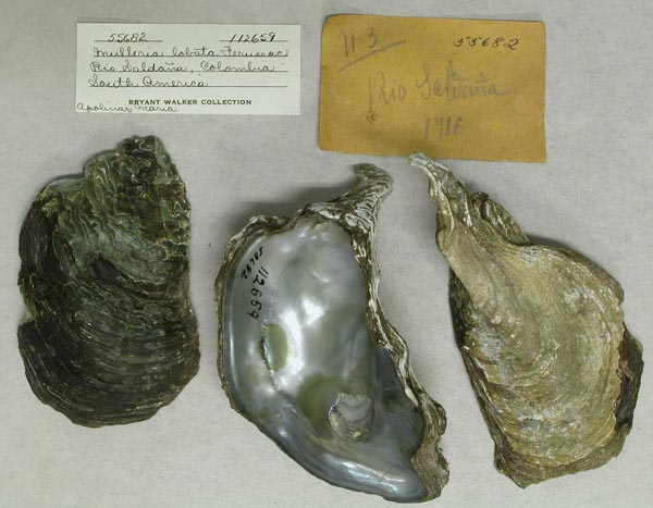specimen