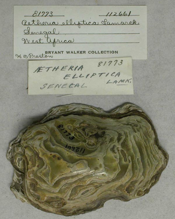 specimen